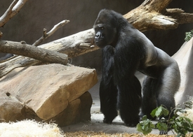 Zoo Praha chová gorily již padesát let.