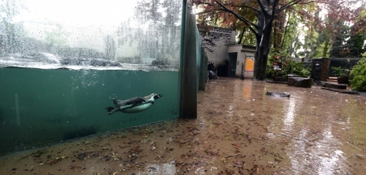 Zaplavený areál zoologické zahrady v Praze, 3. června 2013.