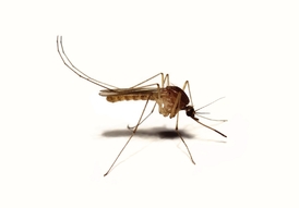 Komár z rodu Culex, přenašeč nemoci.