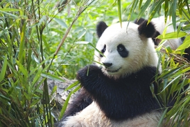 Už Mao Ce-tung začal používat pandy jako způsob, jak navázat politický dialog (ilustrační foto).