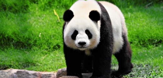 Pandy pomáhají Číně posílit vztahy s některými zeměmi (ilustrační foto).