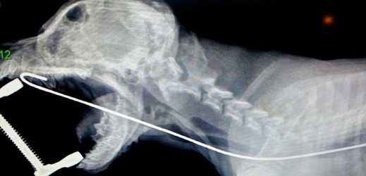 Rentgenový snímek psa, který snědl kus drátu.