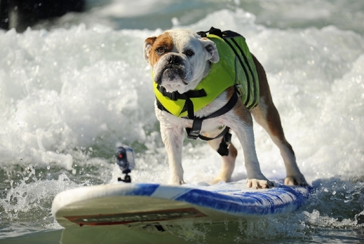 Surf City Surf Dog 2013.