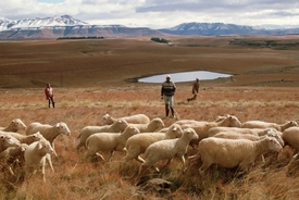 Lesothští pastevci, většinou však pracují sami.