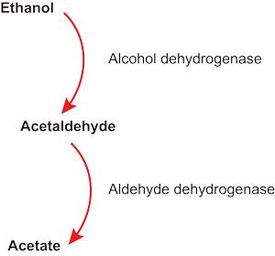 Zjednodušený nákres procesu zpracování alkoholu v našem těle.