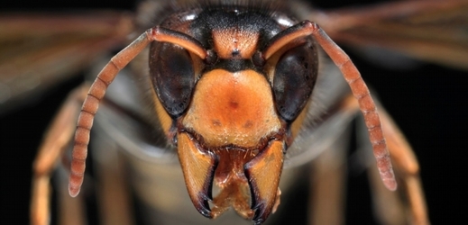 Sršeň asijská nevypadá dvakrát přátelsky. Není divu, že se jí včely bojí.