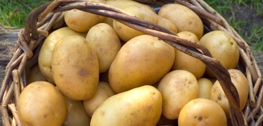 Letošní úroda brambor meziročně klesne o víc než dvacet procent.