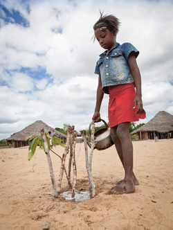 Dívka zalévá v Etiopii rostlinku v polopoušti.