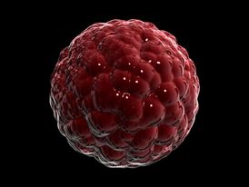 Takto vypadá kmenová buňka, která "staví" náš organismus a podporuje jeho regeneraci.