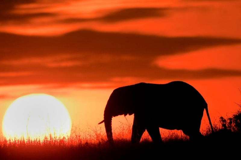 Národní park Serengeti, Tanzánie. (Foto: Profimedia.cz/Hal Beral/Corbis)