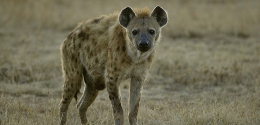 Somálští šamani prosazují radikální psychiatrickou léčbu - zavřít nemocného na noc do klece s hyenou.