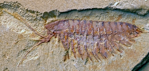 Zkamenělina blízce příbuzného druhu Leanchoilia illecebrosa.