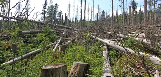 Stromy napadené kůrovcem v národním parku Šumava.