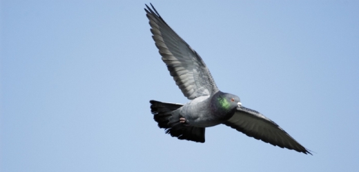 Belgičtí závodní holubi létají na doping (ilustrační foto).