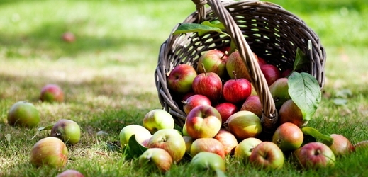 Česká jablka se paradoxně vyvážejí do zahraničí (ilustrační foto).