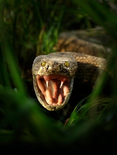 Bát se hadů není nic divného.