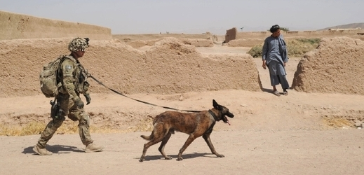 V Afghánistánu psi pomáhali hledat nástražná výbušná zařízení a bomby.