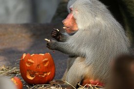 Halloween si připomínají i zoo (ilustrační foto).