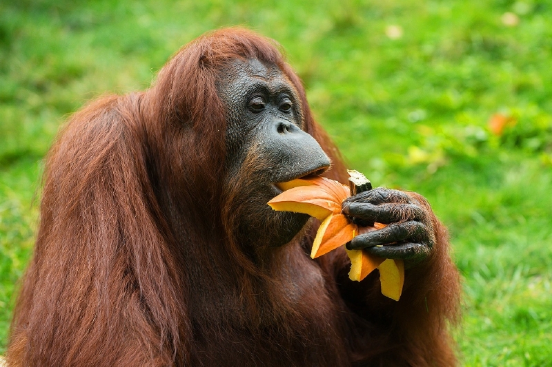 Orangutanovi dýně evidentně zachutnala.