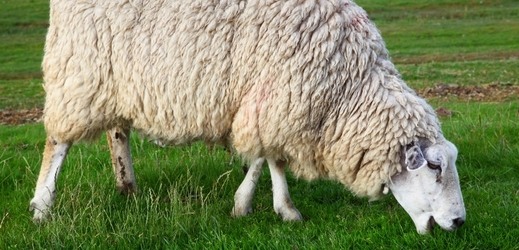 Ovce byla na stříhání zvyklá a podle moderátorky se tvářila téměř odevzdaně, když se na ni vrhl tým výrobců svetrů (ilustrační foto).