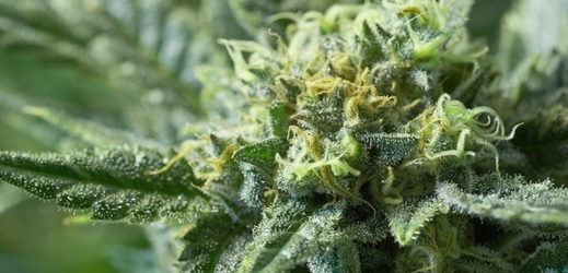 Policie provedla razii v growshopech, aby nalezla materiály podporující či propagující konzumaci marihuany (ilustrační foto).
