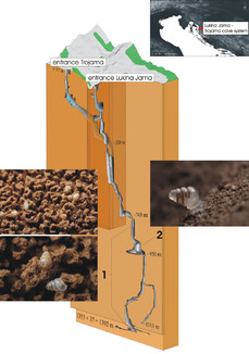Jeskyně Jama-Trojama: 1) oblast, kde vědci našli ulity šneka; 2) Místo, kde narazili na živé exempláře.