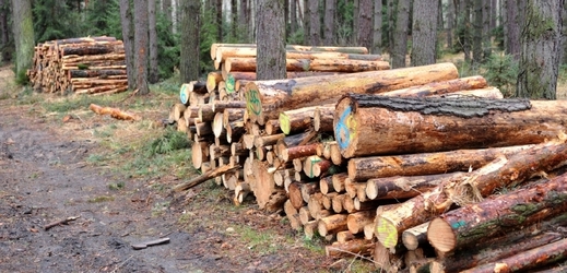 Biskupství podalo trestní oznámení na kácení lesů na území, o které žádá v restitucích (ilustrační foto).