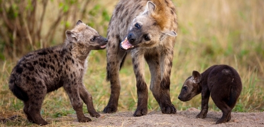 Hyeny skvrnité jsou pečliví rodiče.