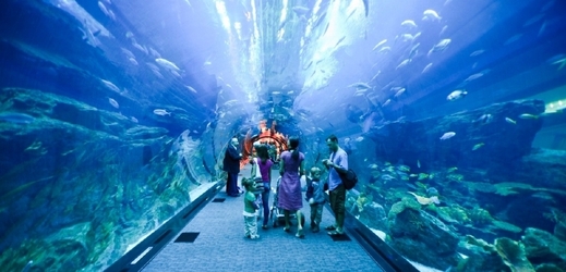 Dubai Mall Akvarium, Dubaj. (Foto: Profimedia.cz/Jake Warga/Corbis)