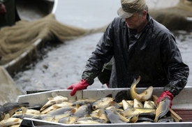 Ve spotřebě ryb Češi výrazně zaostávají za evropským průměrem.