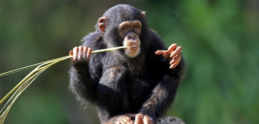 Podle některých by šimpanzi měli být z pohledu práva fyzickými osobami.