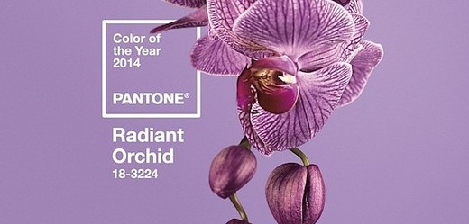 Barva roku 2014 - radiant orchid.