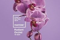 Barva roku 2014 - radiant orchid.