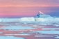Antarktida. (Foto: Profimedia.cz/Patrick J. Endres/AlaskaPhotoGraphics/Corbis)