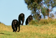 Šimpanzi bonobové jsou svým běžnějším příbuzným, šimpanzům učenlivým, velmi podobní.