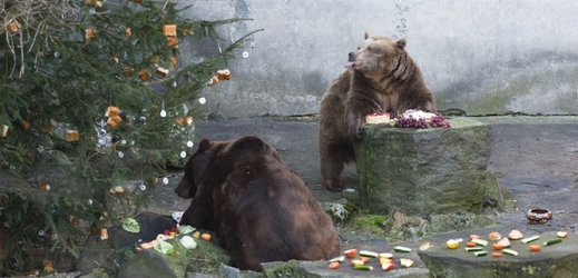 Medvědi v Českém Krumlově oslavili Vánoce.
