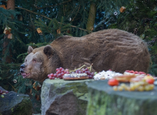 Medvědům v minulých dnech nařídili dietu, aby měli na Vánoce pořádný apetit.