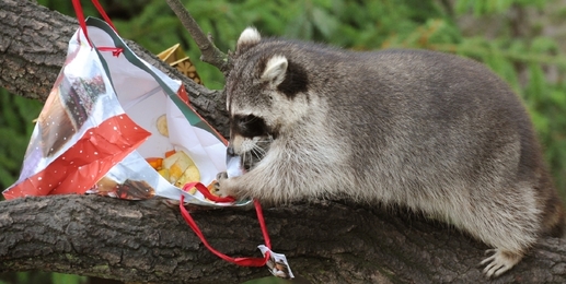Mýval z hanoverské zoo našel ve vánočním balíčku oříšky, ovoce a kočičí granule. 