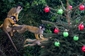 Zaměstnanci londýnské zoo připravili pro malé opičky opravdové překvapení. Stromeček originálně ozdobili baňkami plnými oblíbených opičích pochoutek, jako jsou červi a cvrčci.