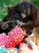 Orangutaní samičky Oala a malá Lope rozbalují dárky v leicestershireské Twycross Zoo.