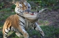 Tygr z nizozemské zoo s dárkem řádil celé dopoledne, než ho roztrhal na malé kousky. Dárek se chovatelům povedl na jedničku.