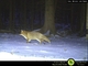 Liška byla fotopastí zachycena při své noční procházce.