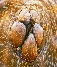 Snovací bradavky, která vylučují pavoučí vlákno, pokoutníka domácího (ilustrační foto.)