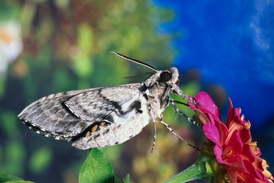 Dospělý lišajovitý motýl Manduca sexta.