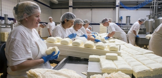 Výrobna sýru v modernizovaném závodě v Plané nad Lužnicí.