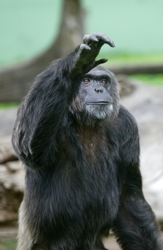 Nový domov dostanou i šimpanzi (ilustrační foto).