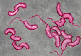 Snímek bakterie Vibrio cholerae.