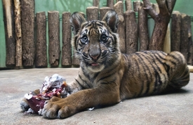 S návštěvníky vyrobenými hračkami si pohrají také tygři.