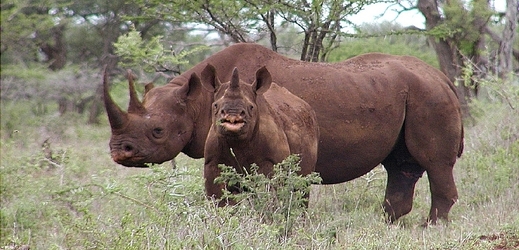 Nosorožců černých je asi jen 5000 kusů. Přitom ještě  60. letech jich bylo 70 tisíc.