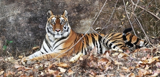 Tygry v Indii ohrožuje virus psinky. 